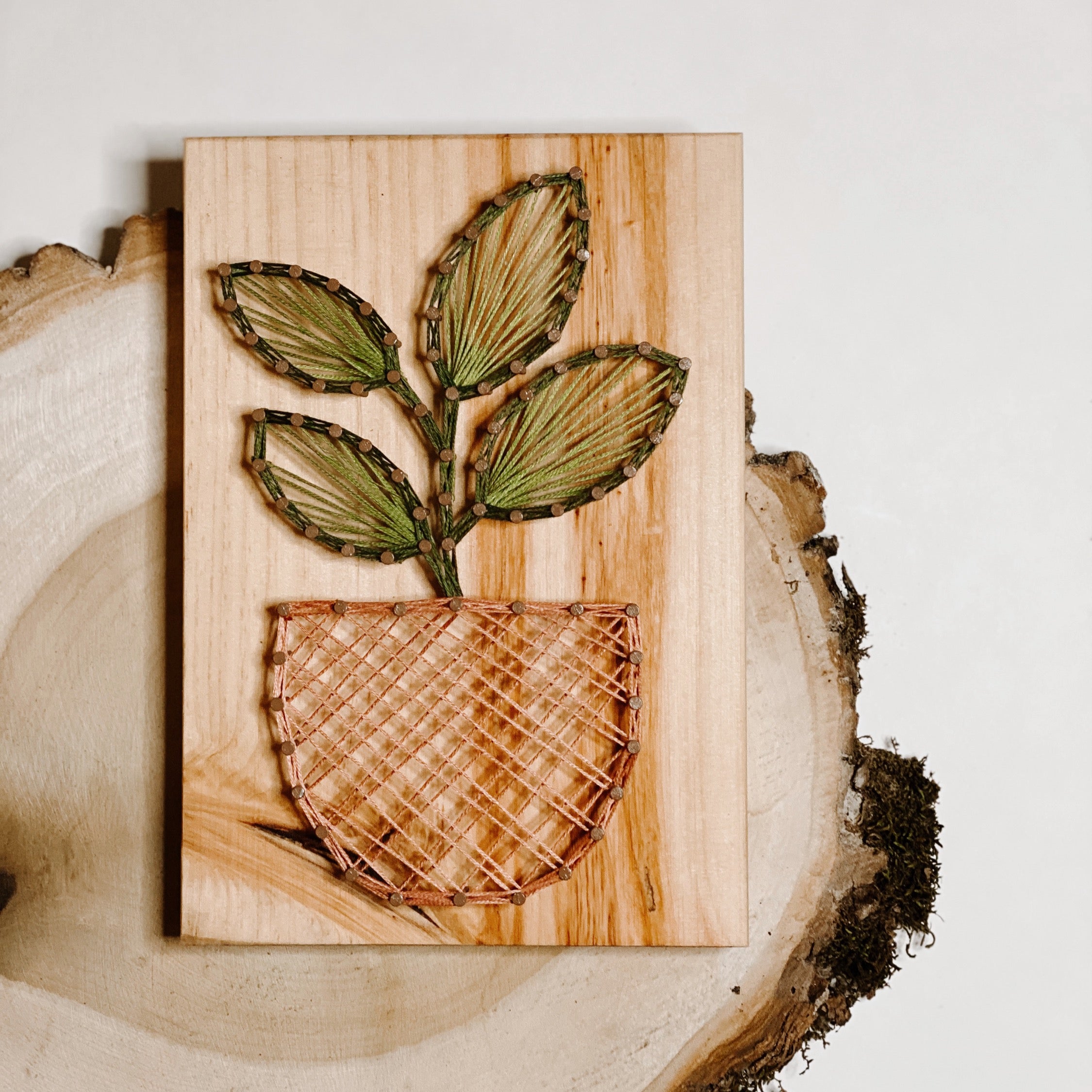 Rubber Plant String Art Kit (Medium) image 1